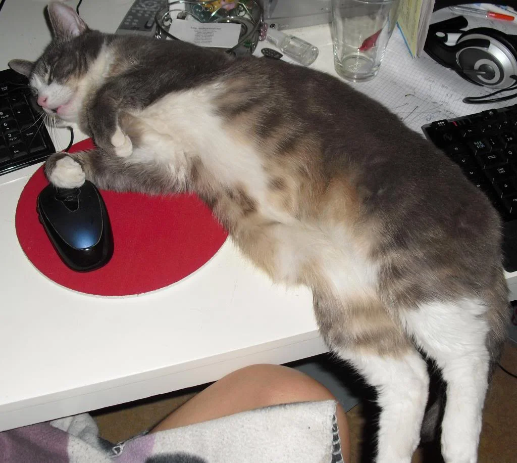 ai1142.photobucket.com_albums_n606_Zhatan666_cat.webp