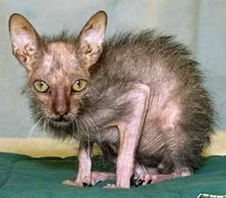 ai150.photobucket.com_albums_s102_kalenidus_WIP_20and_20Pics_evil_cat.webp