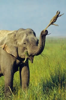 ai527.photobucket.com_albums_cc355_danglokta_elephant220_1_1678799f.webp