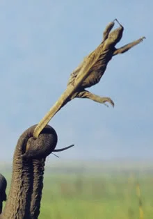 ai527.photobucket.com_albums_cc355_danglokta_elephant220_3_1678793f.webp