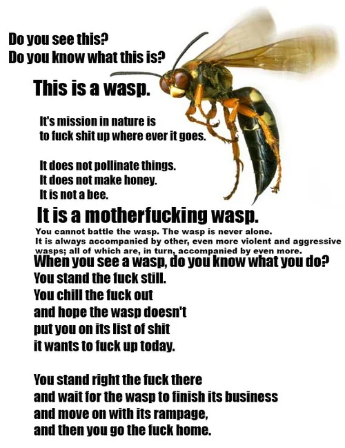arandomfunnypicture.com_wp2_wp_content_uploads_2010_03_f_wasps_chill_out_mission.webp