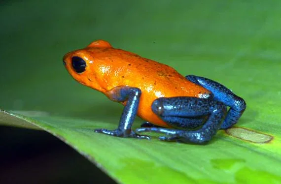 awww.casarioblanco.com_poison_dart_frog.webp
