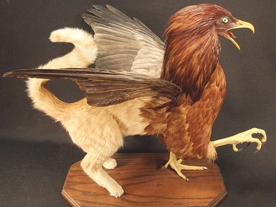 awww.incrediblethings.com_wp_content_uploads_2012_06_fantasy_griffin_taxidermy.webp