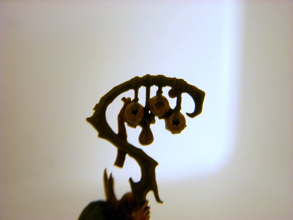 DSCN6108.webp