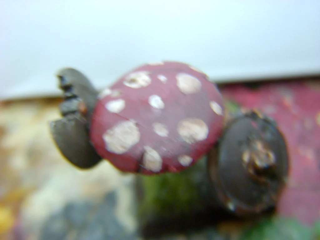 DSCN7827.webp