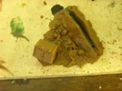 DSCN6237.webp