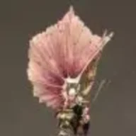 tidra650