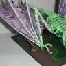 DragonTears_98